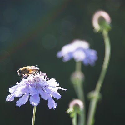 マツムシソウとミツバチの写真