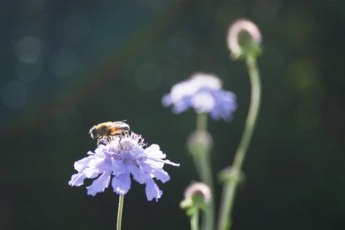 マツムシソウとミツバチの写真