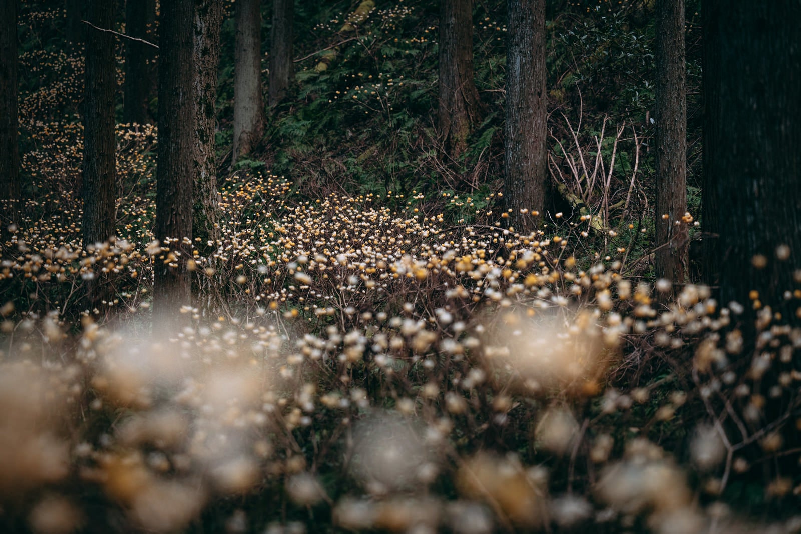 「ミツマタが群生する茂み」の写真