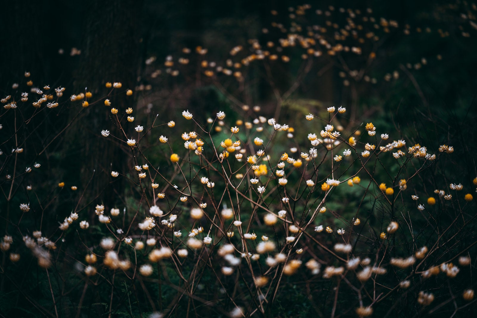 「森の中に咲くミツマタ」の写真