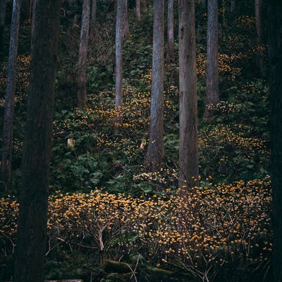 森林の中の三椏の写真