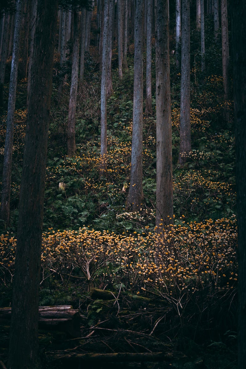 「森林の中の三椏」の写真