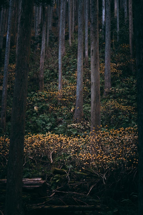 森林の中の三椏の写真