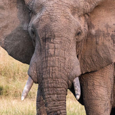 サファリパークの大型ゾウの写真