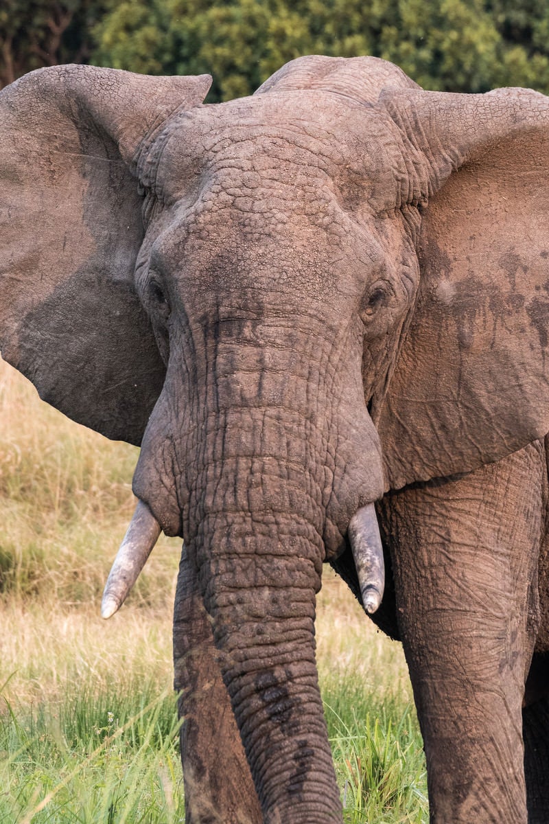 「サファリパークの大型ゾウ」の写真