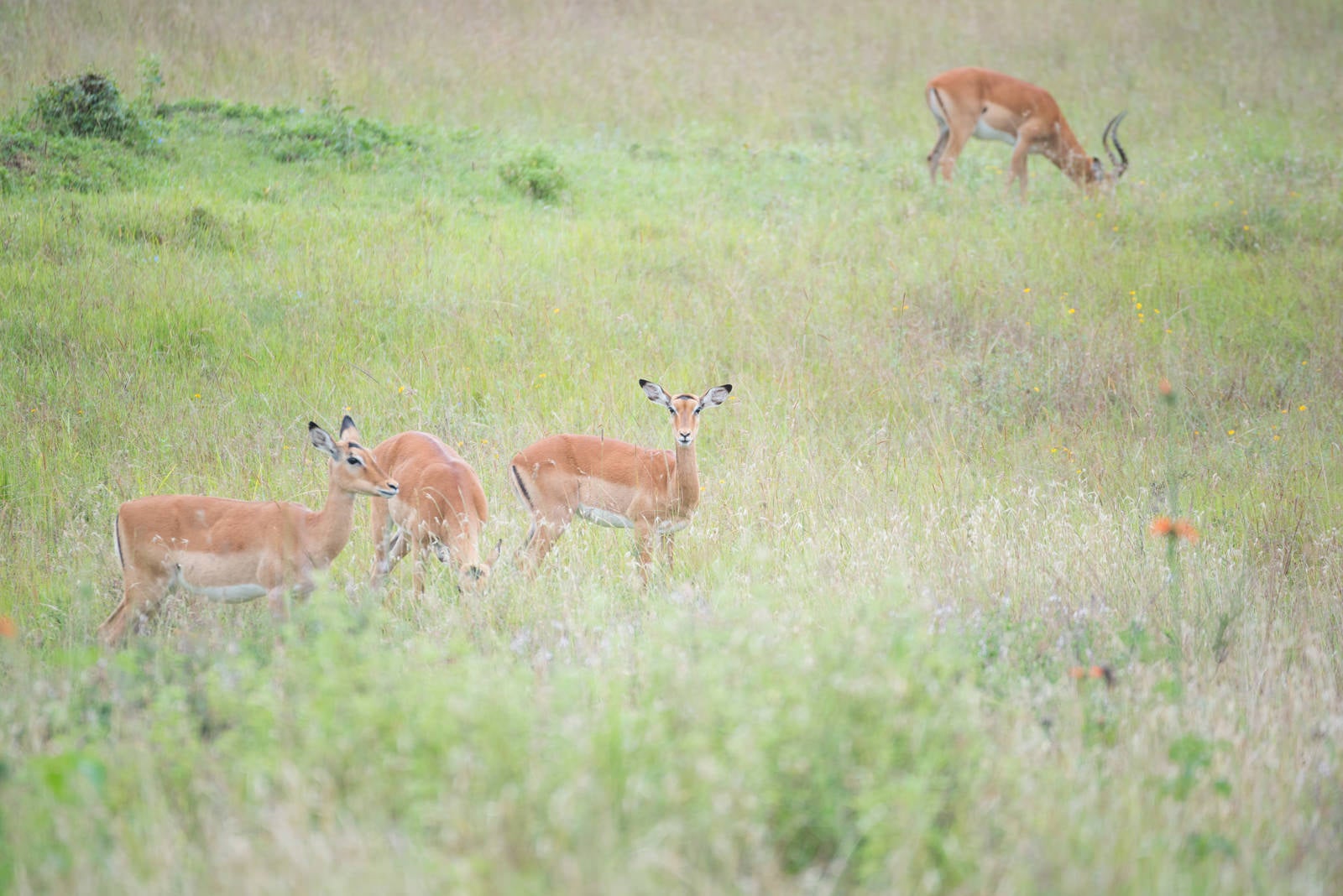 「周囲を警戒する野生のインパラの群れ」の写真