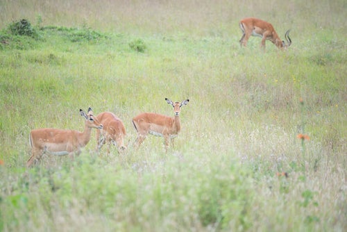 周囲を警戒する野生のインパラの群れの写真