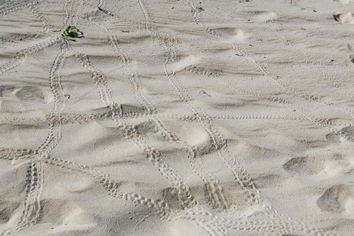 砂浜を歩いた亀の足跡の写真