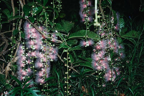 深夜に開花したサガリバナの花の写真