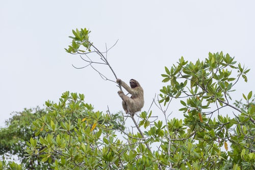 木にぶら下がるナマケモノの写真