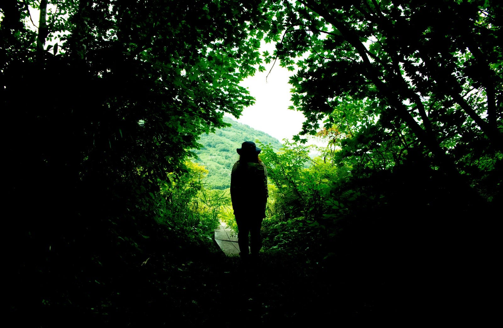「緑に覆われた山道と人の後ろ姿」の写真