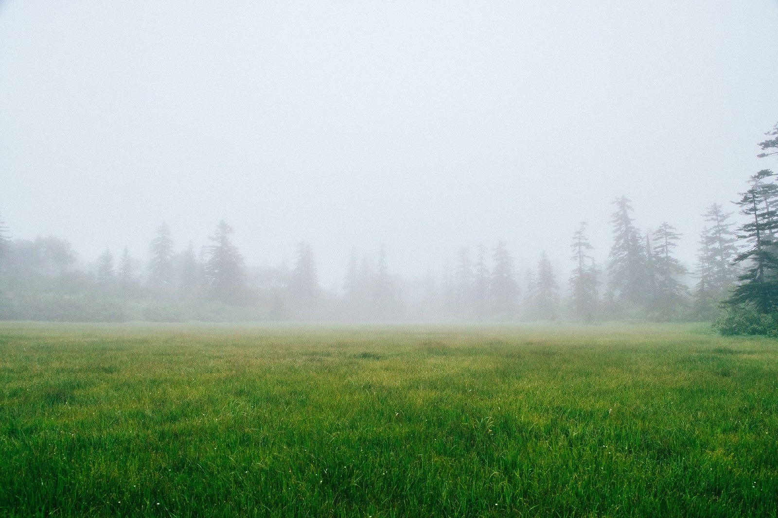「霧に覆われた森の中の草原」の写真