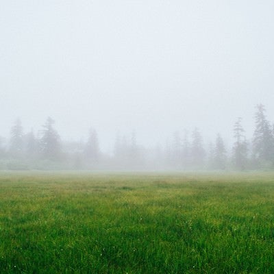 霧に覆われた森の中の草原の写真