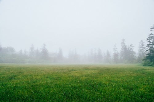 霧に覆われた森の中の草原の写真