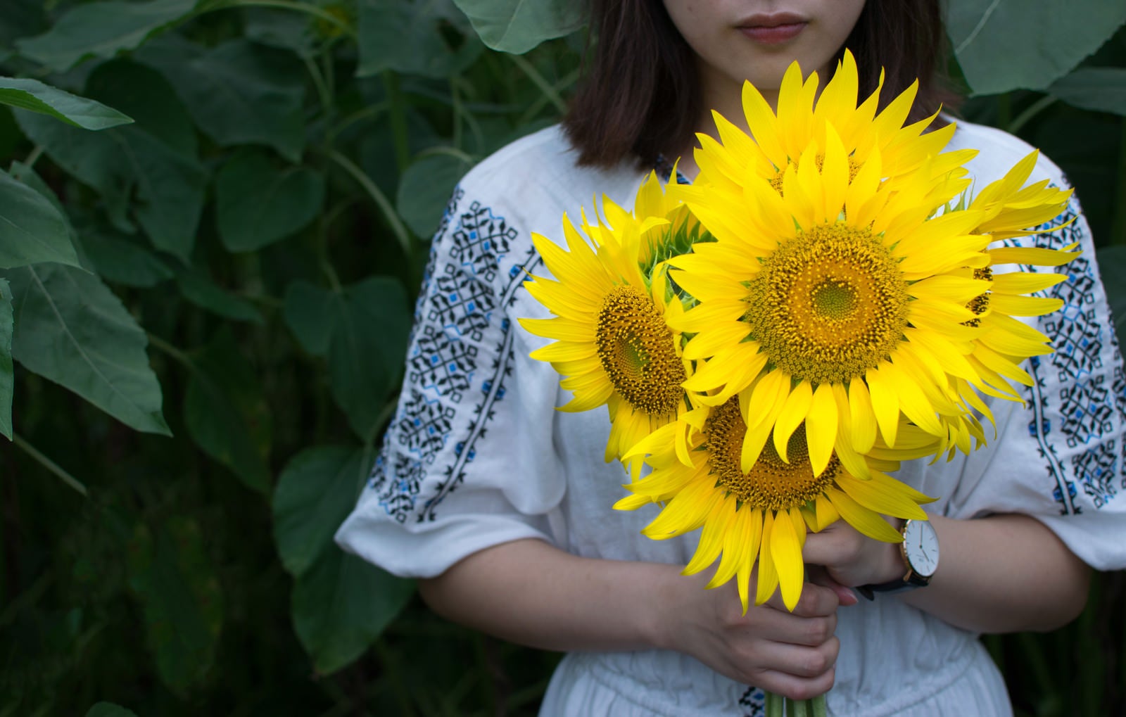 「両手いっぱいの向日葵を持つ女性」の写真