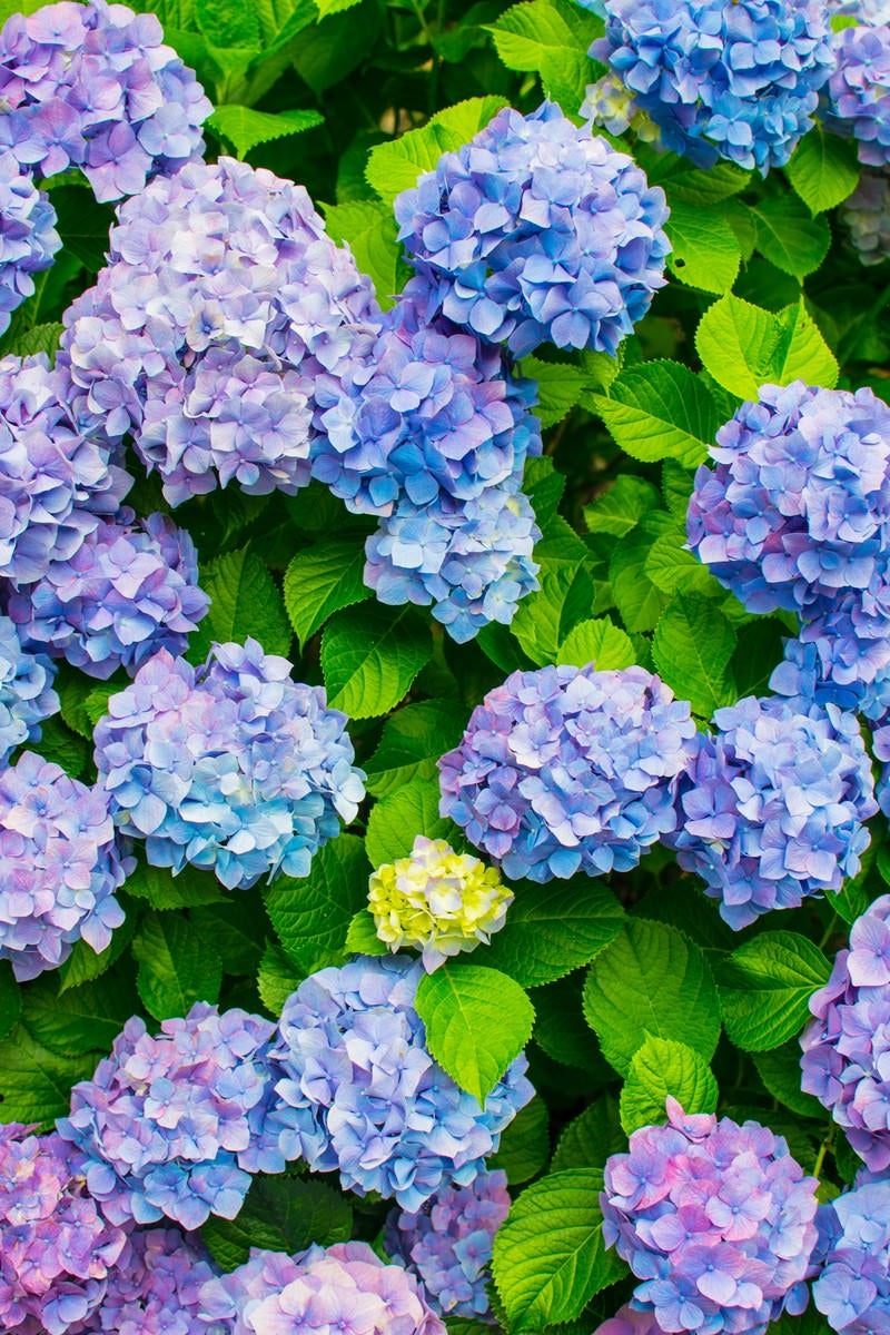 「青色や紫色の入り混じる紫陽花」の写真