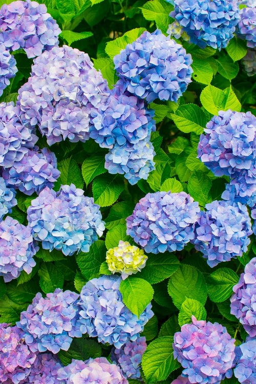 青色や紫色の入り混じる紫陽花の写真