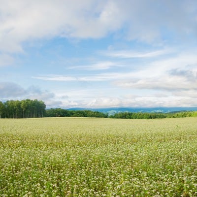 広大に広がる畑の風景の写真