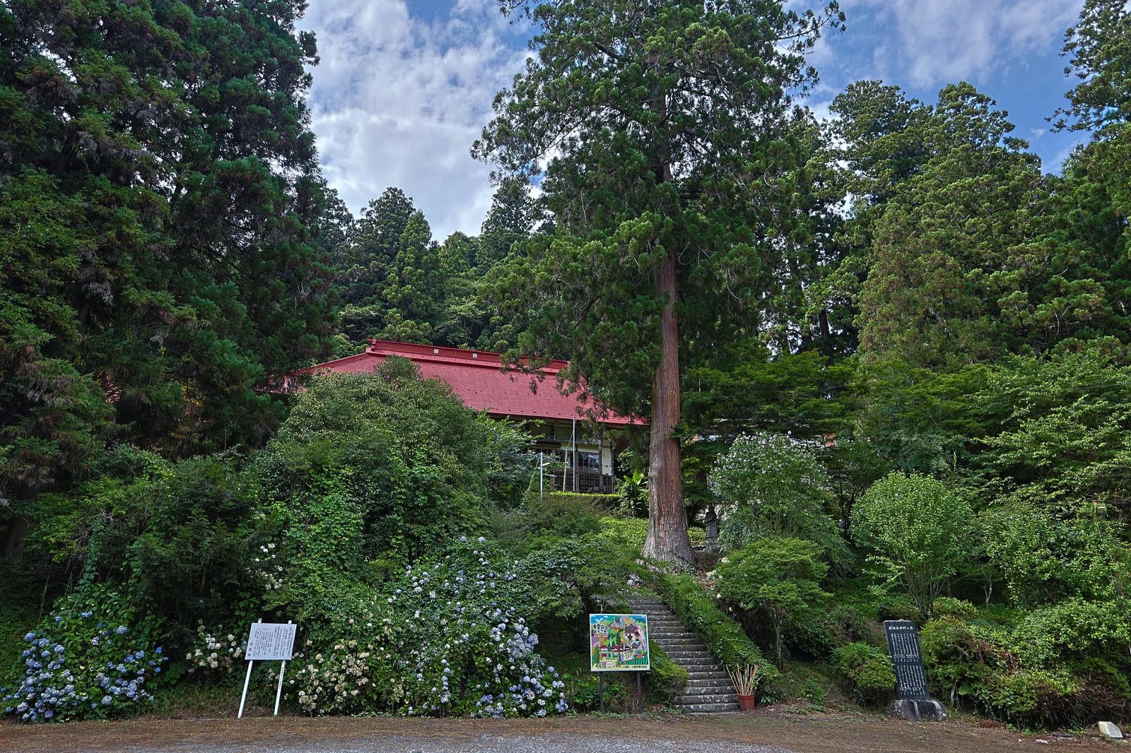 「自然と大木に包まれる東堂山満福寺」の写真