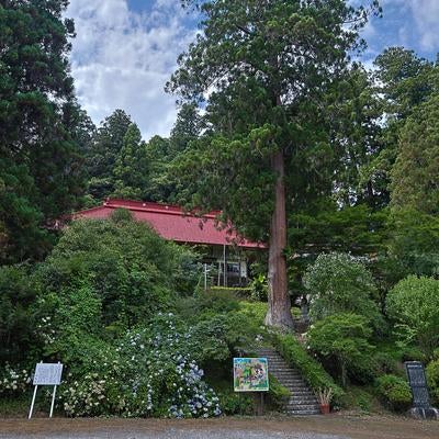 自然と大木に包まれる東堂山満福寺の写真