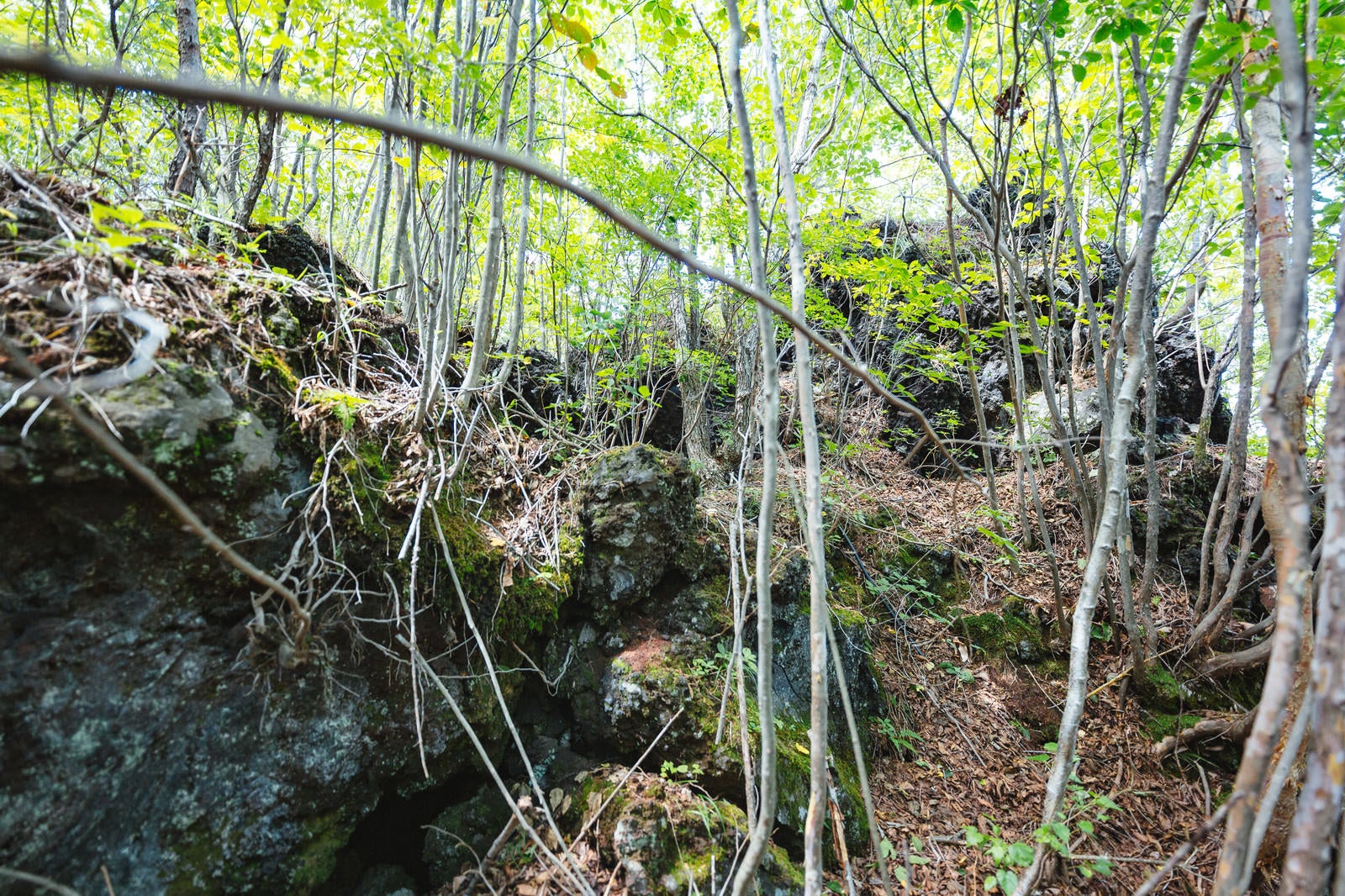 「溶岩上に生える木々」の写真