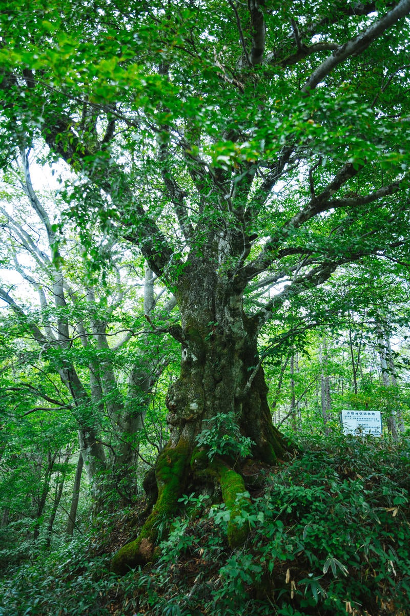 「樹齢500年以上の万騎峠「大ブナの木」」の写真