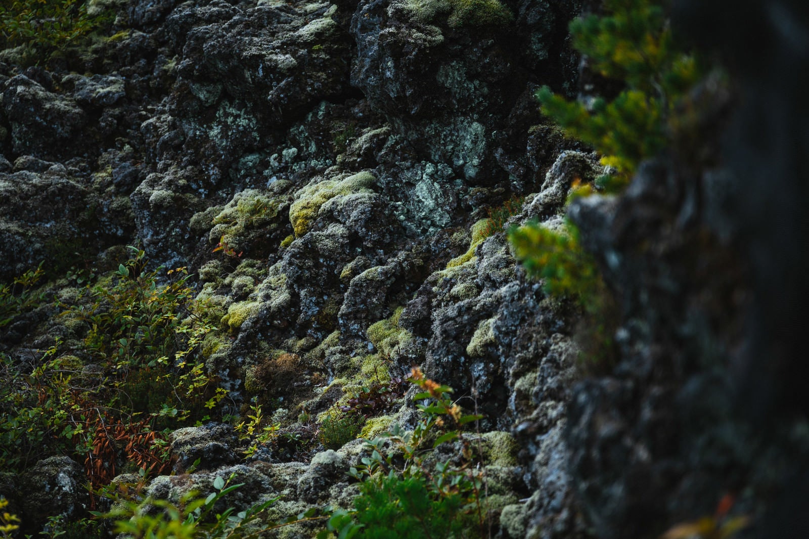 「溶岩の上にできた苔」の写真