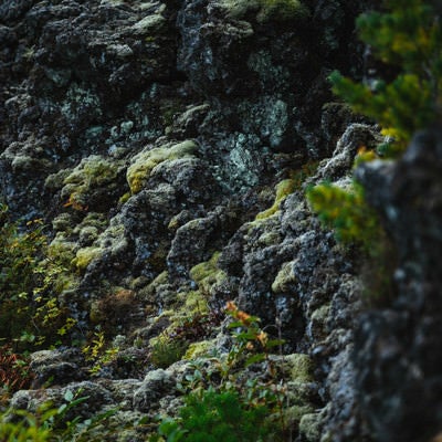 溶岩の上にできた苔の写真
