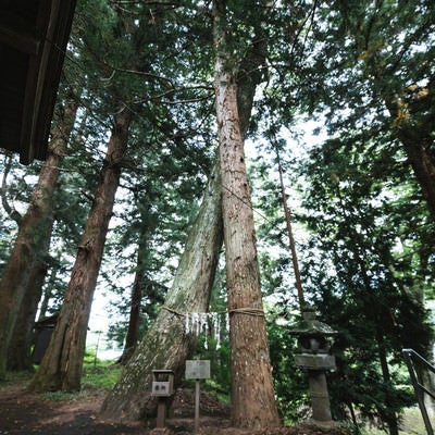 縁結びの応桑諏訪神社（合体木）の写真