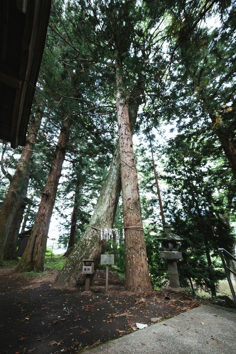 「縁結びの応桑諏訪神社（合体木）」の写真