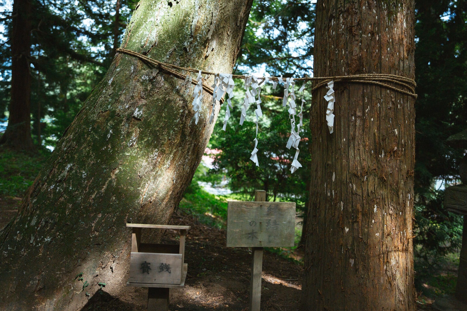 「応桑諏訪神社の「縁結びの木」」の写真