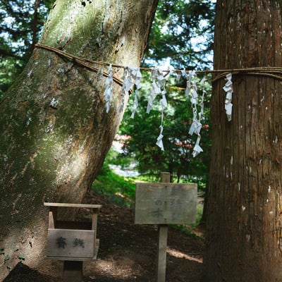 応桑諏訪神社の「縁結びの木」の写真