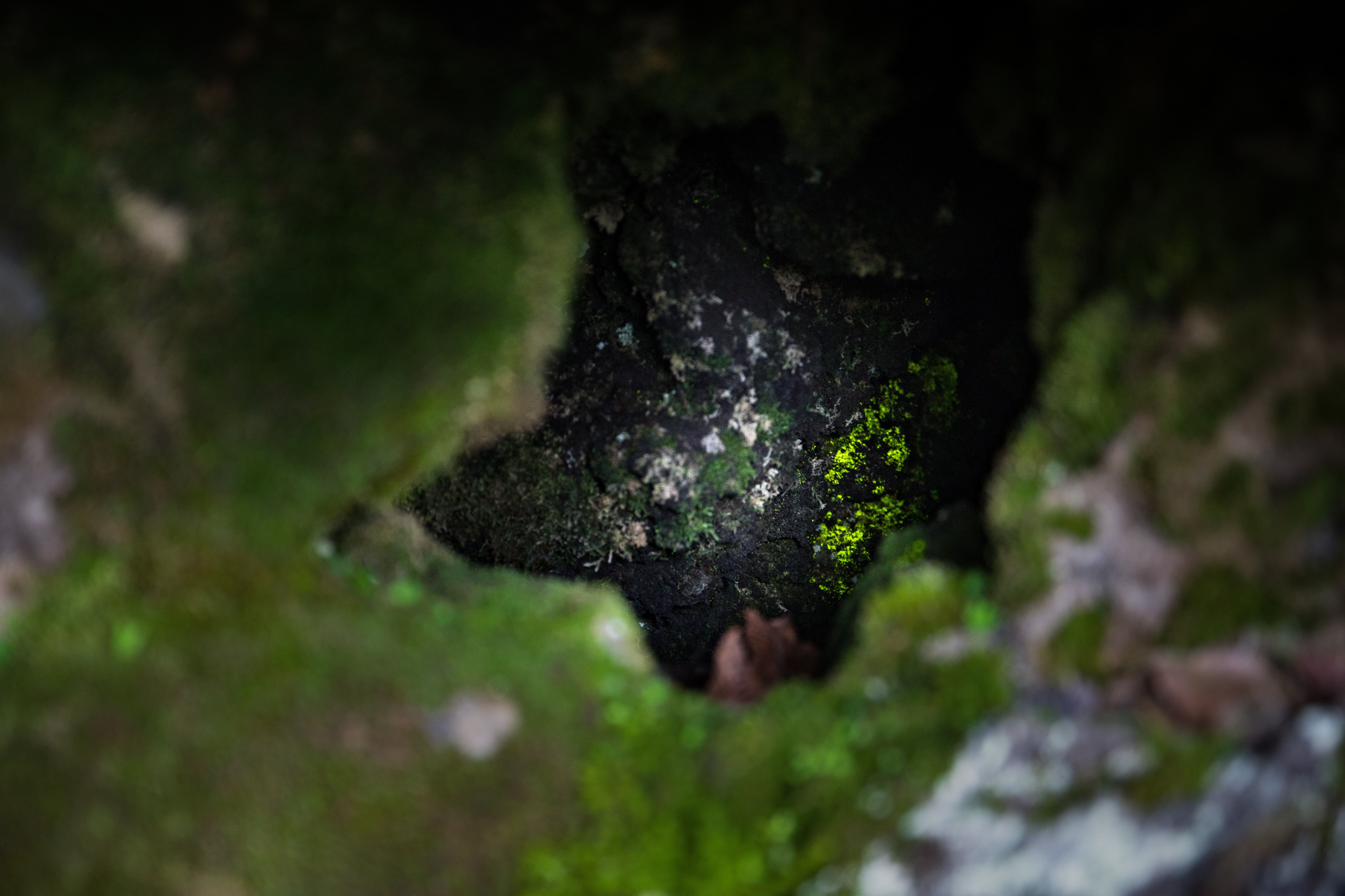 ヒカリゴケの無料の写真素材 - ID.26484｜フリー素材 ぱくたそ