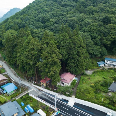 長野原町指定天然記念物の「神杉」に覆われた王城山神社の写真