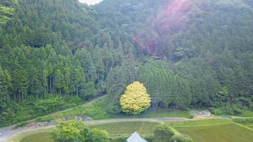 一年を通して七色に変化する魅惑の樹木、七色樫（鏡野町）の写真