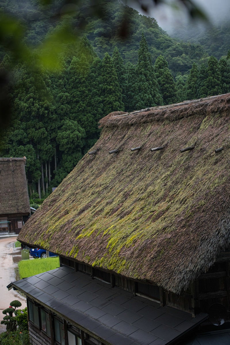 「茅葺き屋根に苔が生える」の写真