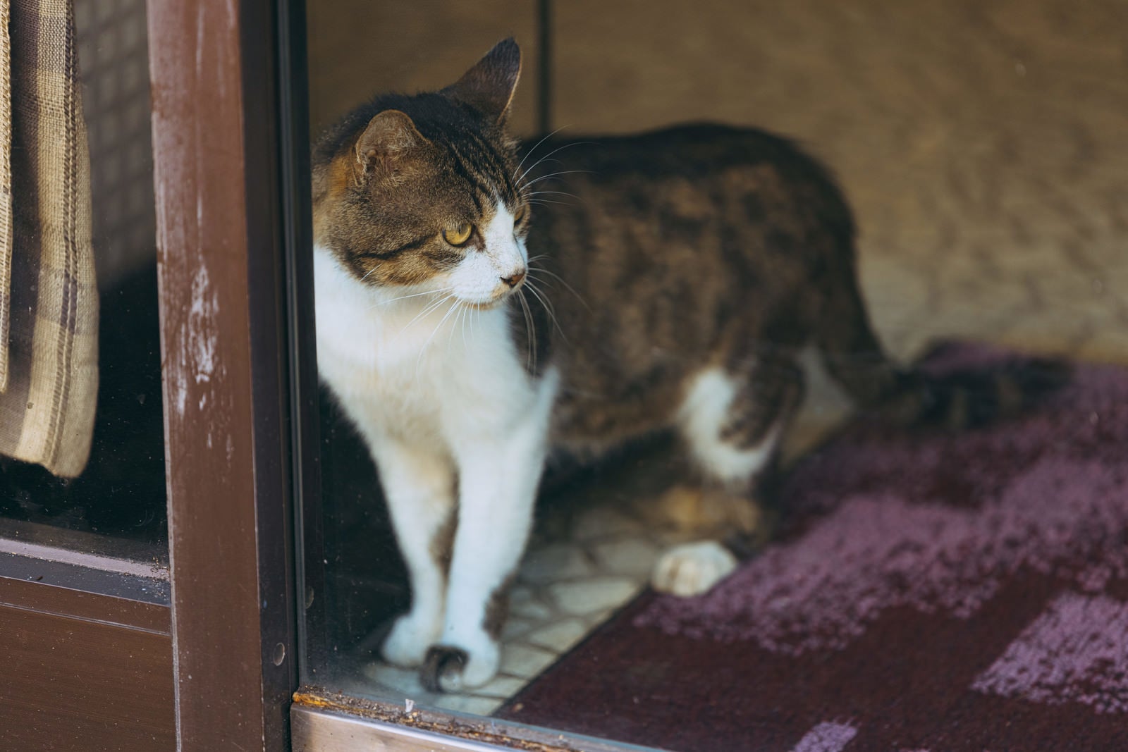 「ガラス越しの飼い猫」の写真