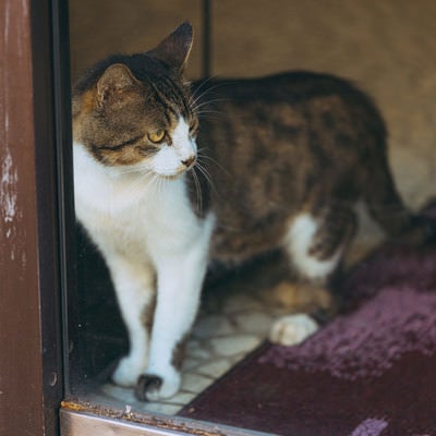 ガラス越しの飼い猫の写真