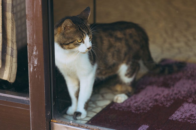 ガラス越しの飼い猫の写真