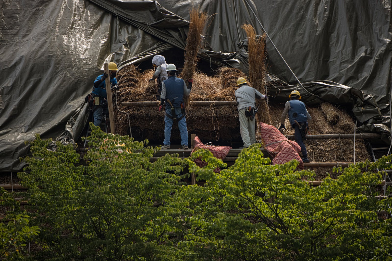「茅葺屋根で藁を抱える職人」の写真