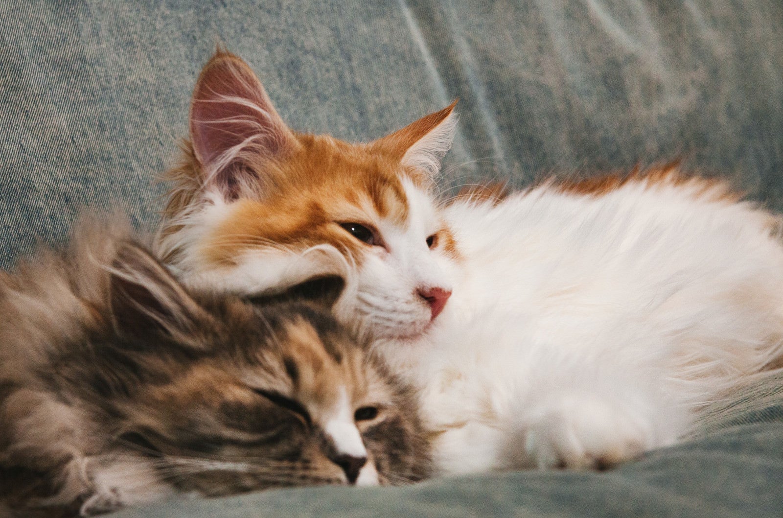 「仲良くお昼寝タイム猫…スヤァ」の写真