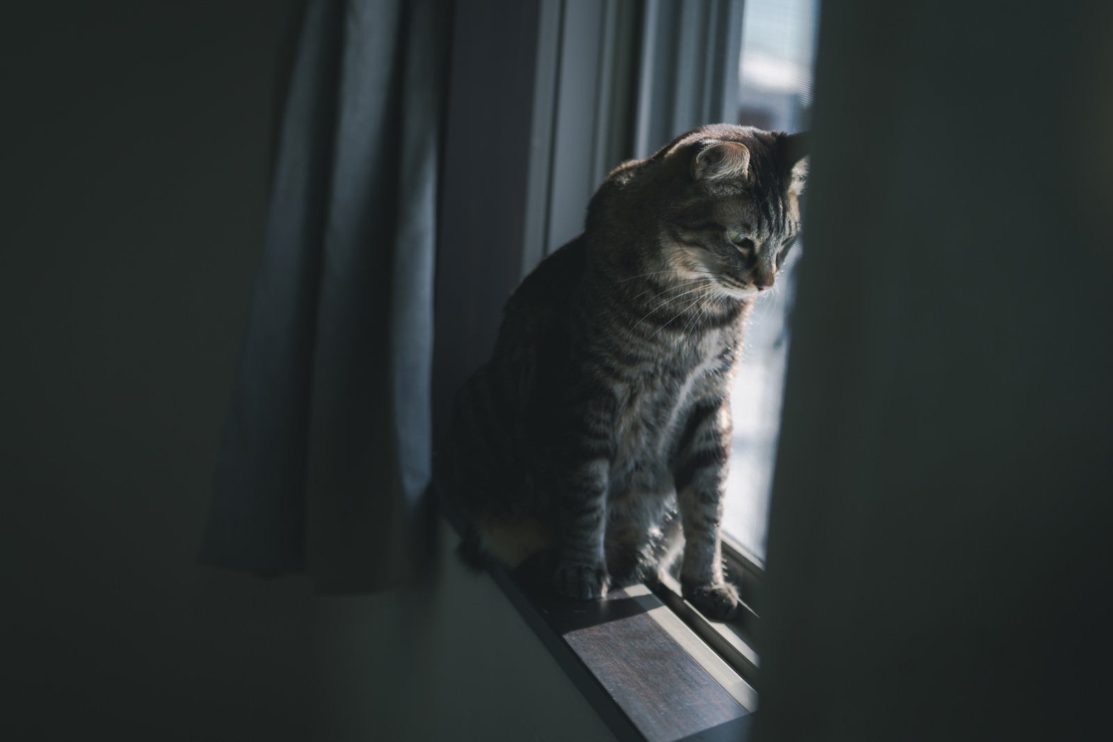 「窓辺で俯くネコ」の写真