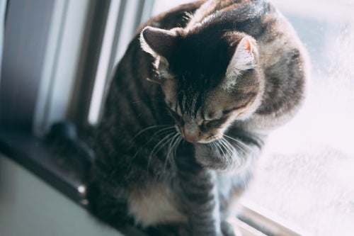 窓辺で毛づくろいする猫の写真