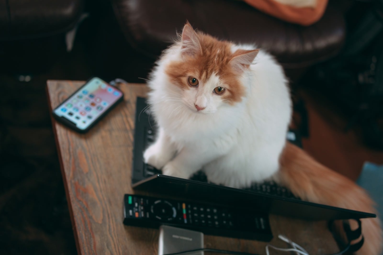 「ノートPCの上でお座りする猫」の写真