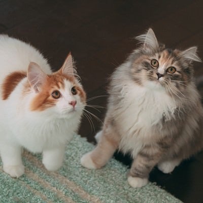 上を見上げる二種類の猫の写真