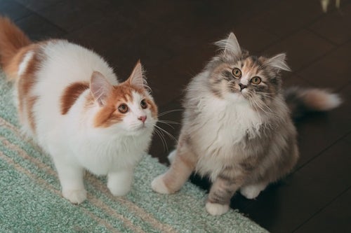 上を見上げる二種類の猫の写真