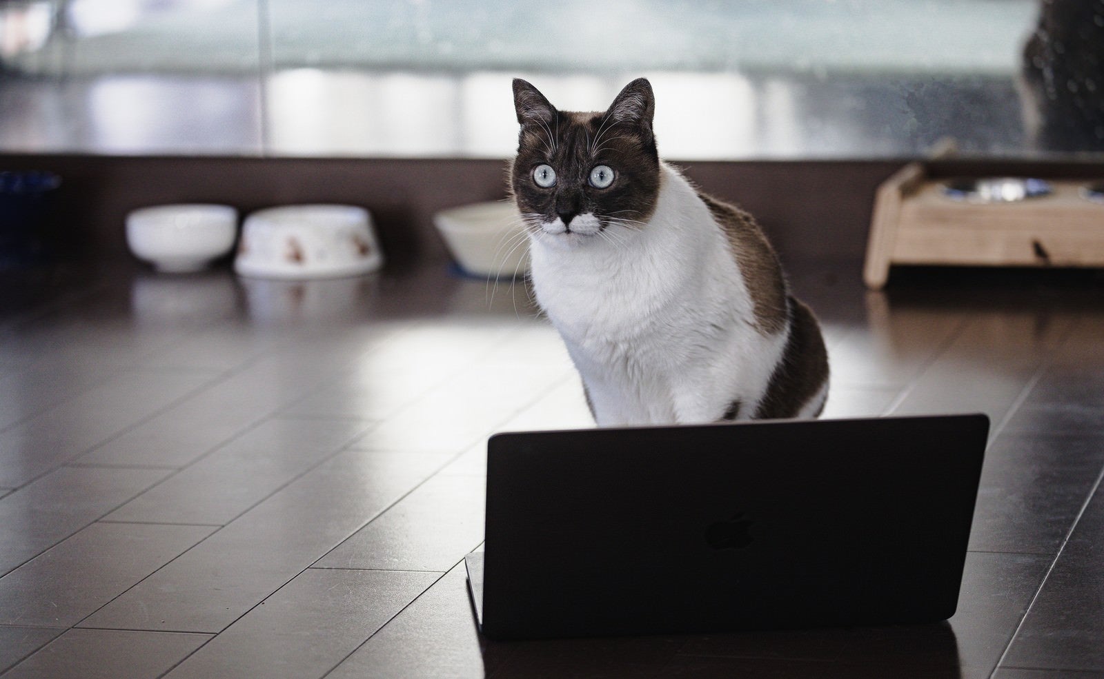 「ノートパソコンの前でお座りして固まる猫」の写真［モデル：プー］