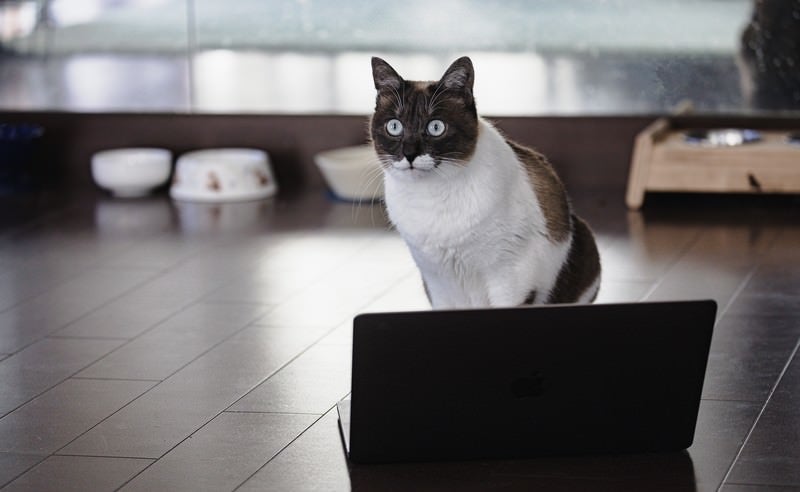 ノートパソコンの前でお座りして固まる猫の写真
