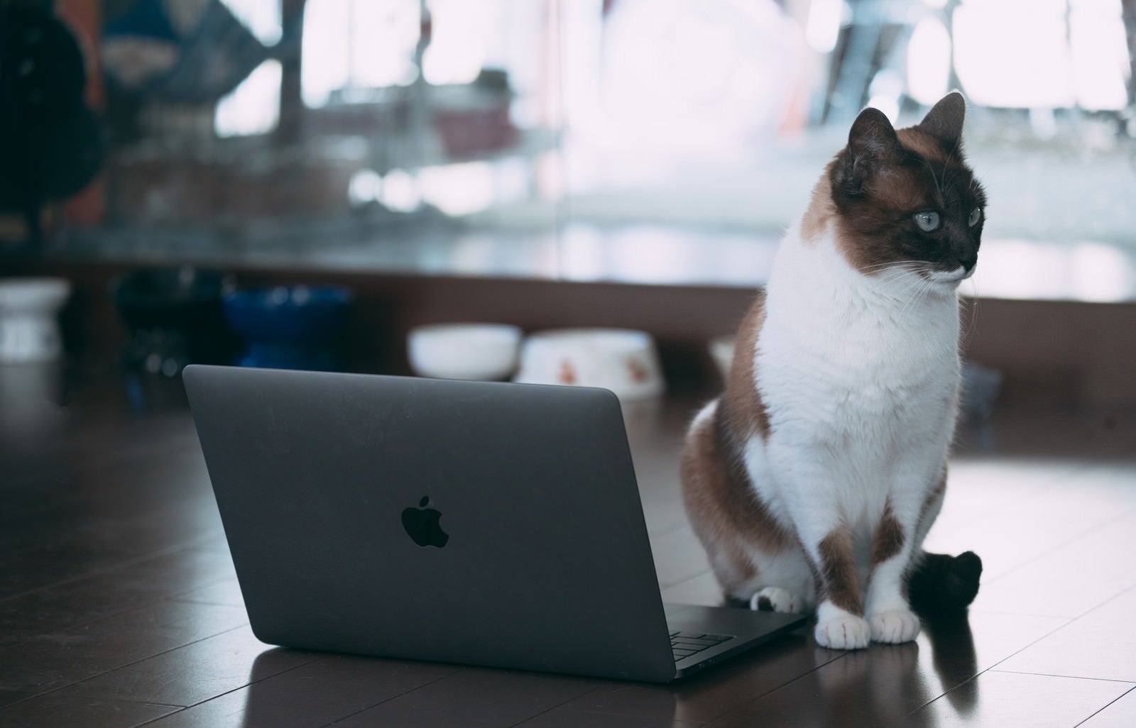 「ノート型パソコンの前に行儀よくお座りする猫」の写真