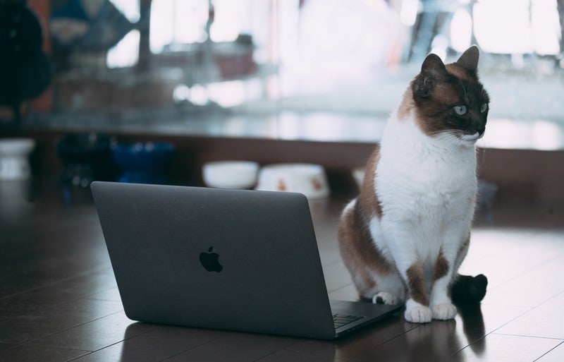 ノート型パソコンの前に行儀よくお座りする猫の写真